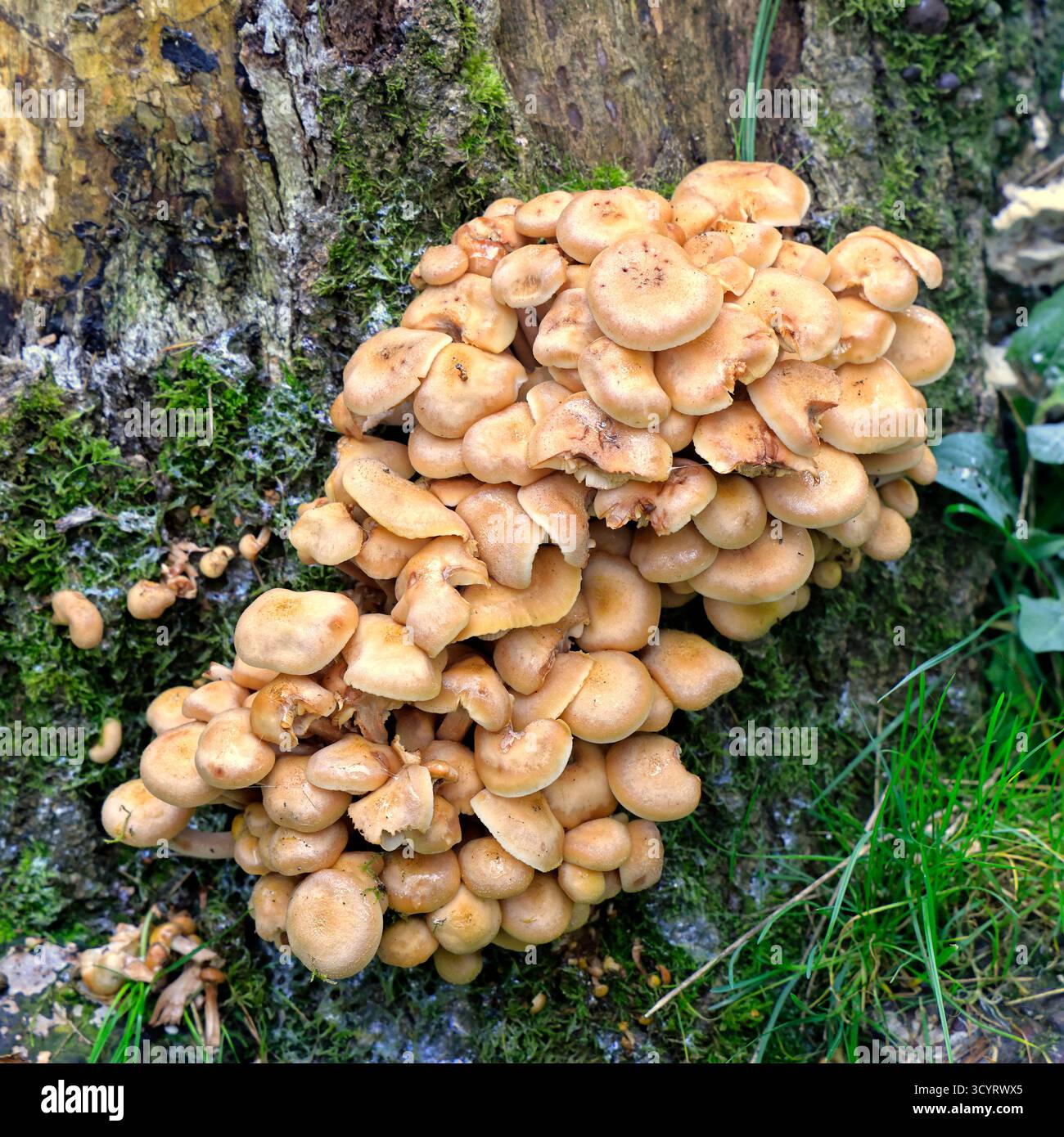 Pilze, die auf einem alten Baumstumpf wachsen, Cardiff, Südwales, Großbritannien. Vom Oktober 2025 Stockfoto