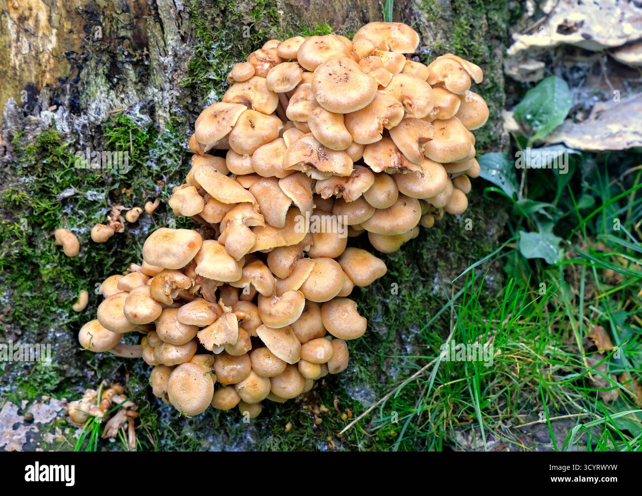 Pilze, die auf einem alten Baumstumpf wachsen, Cardiff, Südwales, Großbritannien. Vom Oktober 2025 Stockfoto
