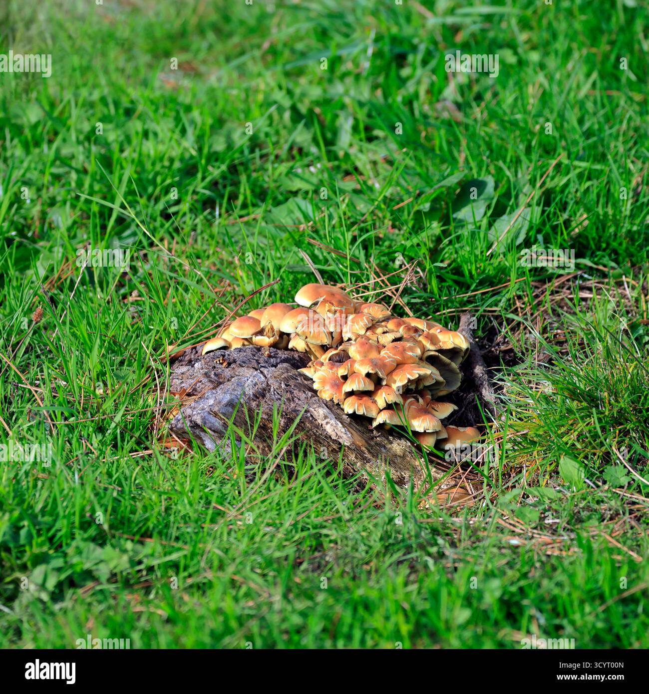 Pilze im Llanishen Reservoir and Country Park, Cardiff, South Wales, Großbritannien. Vom Oktober 2025 Stockfoto