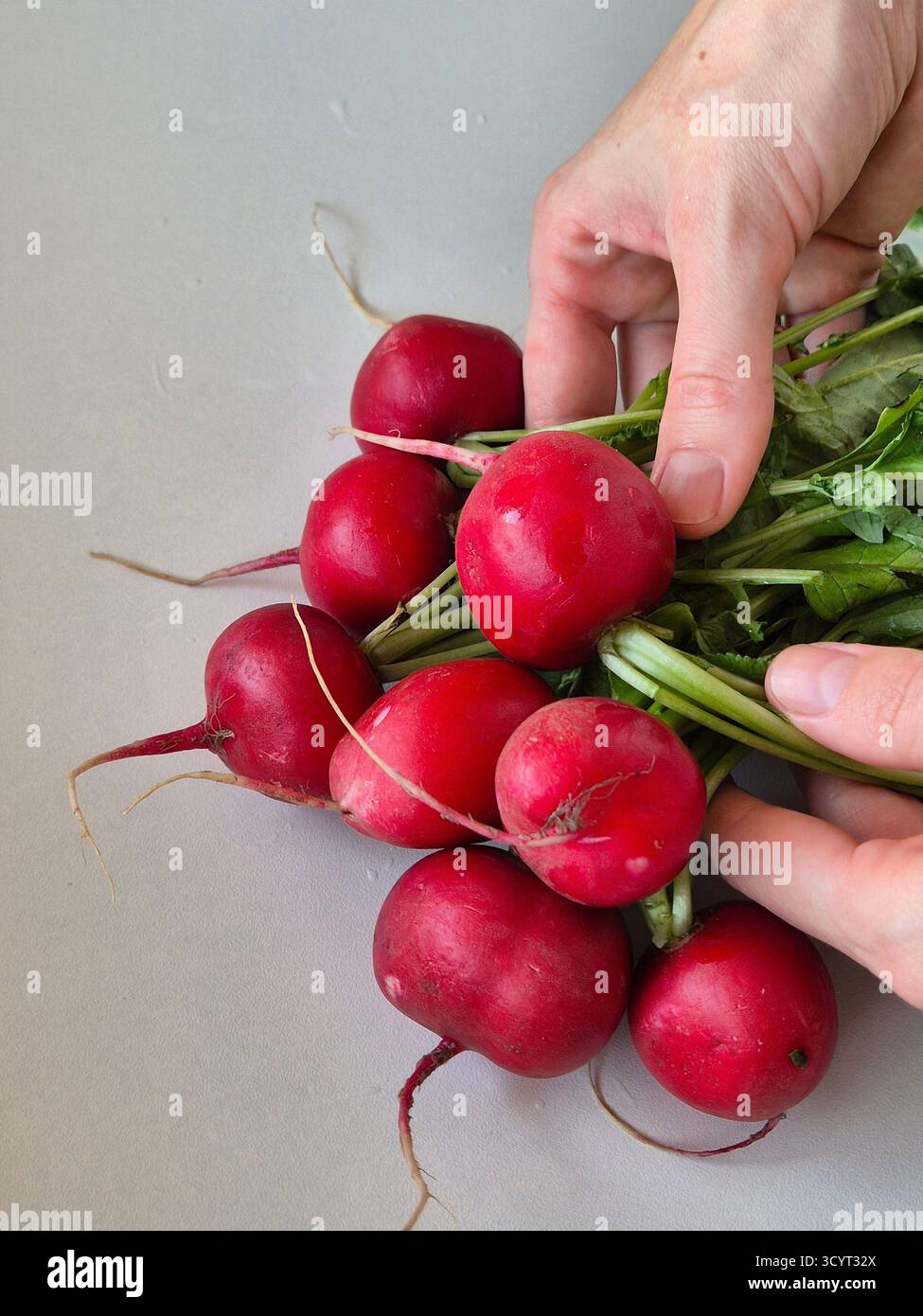 Ein Haufen frischer Radieschen in den Händen. Weibliche Hände, die einen Haufen frischer Radieschen halten. Gesunde Ernährung - Smartphone-aufgenommenes Stockfoto