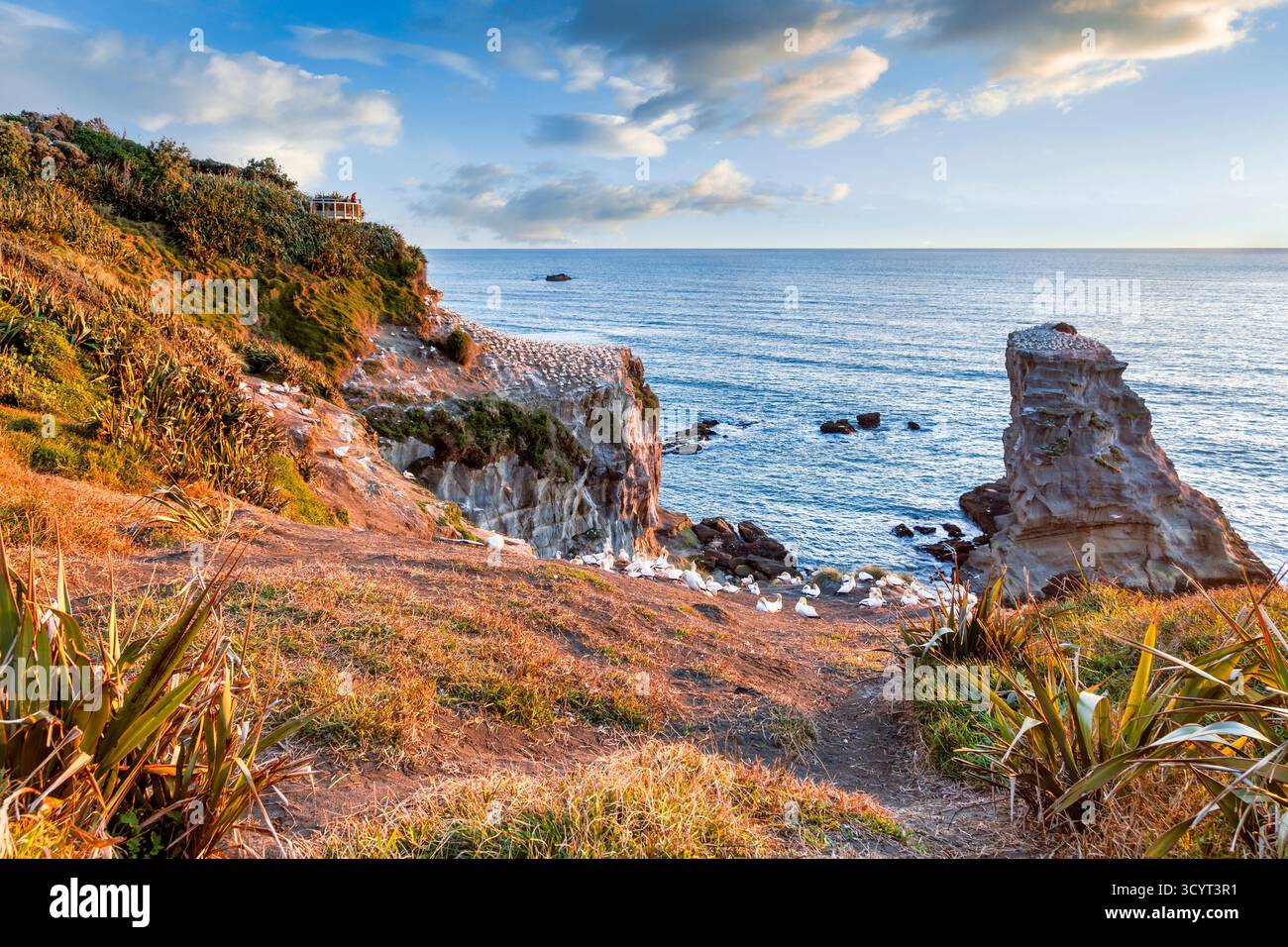 Muriwai Gannet Colony, Auckland, Neuseeland, am Ende des Tages. Stockfoto