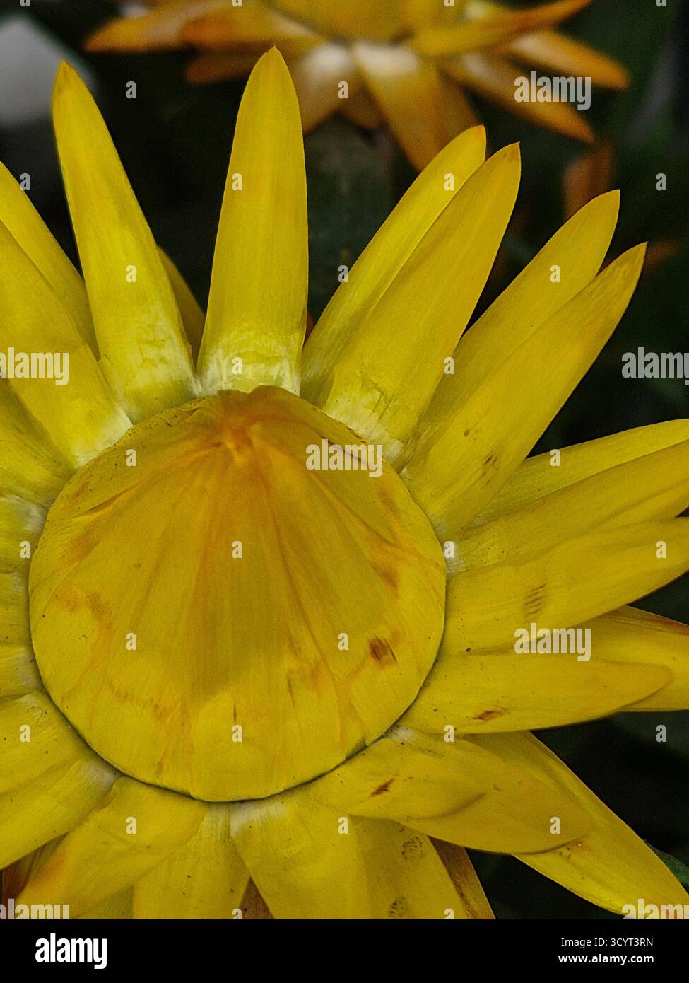 Nahaufnahme einer hellgelben Blume (möglicherweise eine afrikanische Gänseblümchen, Gerbera oder Osteospermum) - Smartphone-aufgenommenes Stockfoto