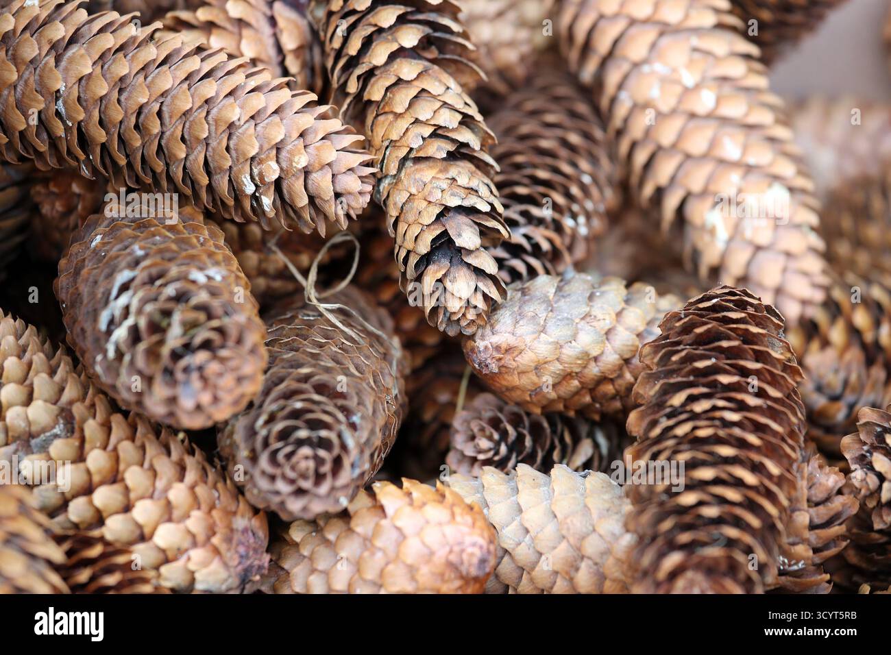 15.09.2024, Deutschland, Niedersachsen, Hannover - Kiefernkegel. 00S240915D452CAROEX.JPG [MODELLVERSION: NICHT zutreffend, EIGENSCHAFTSFREIGABE: NEIN (c) caro Images Stockfoto