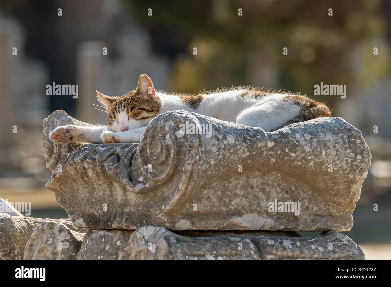 Eine Katze schläft auf einer alten Säule in den Ruinen von Ephesus, Türkije Stockfoto