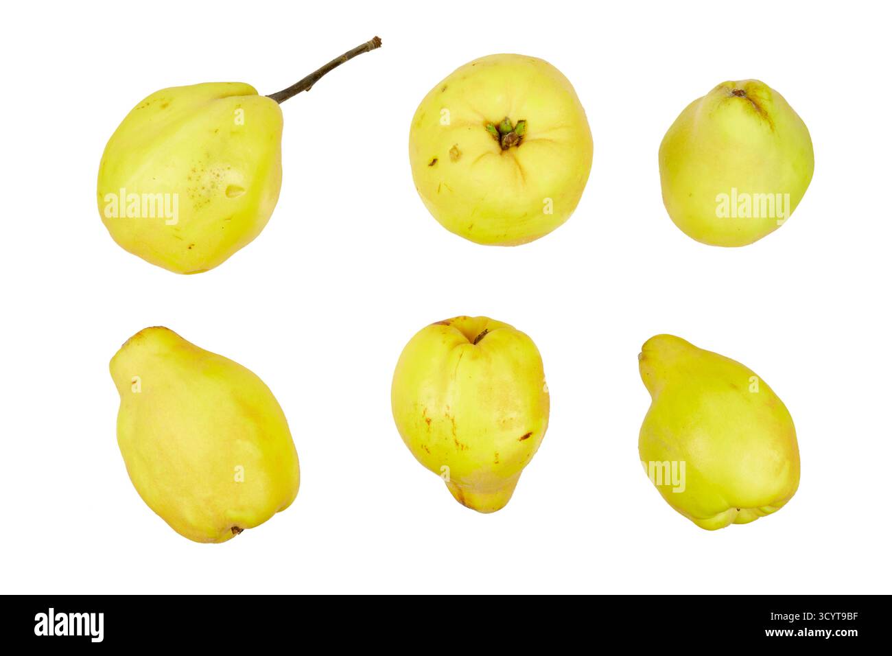 Gelbe Quittenfrüchte, isoliert auf weiß gesetzt Stockfoto