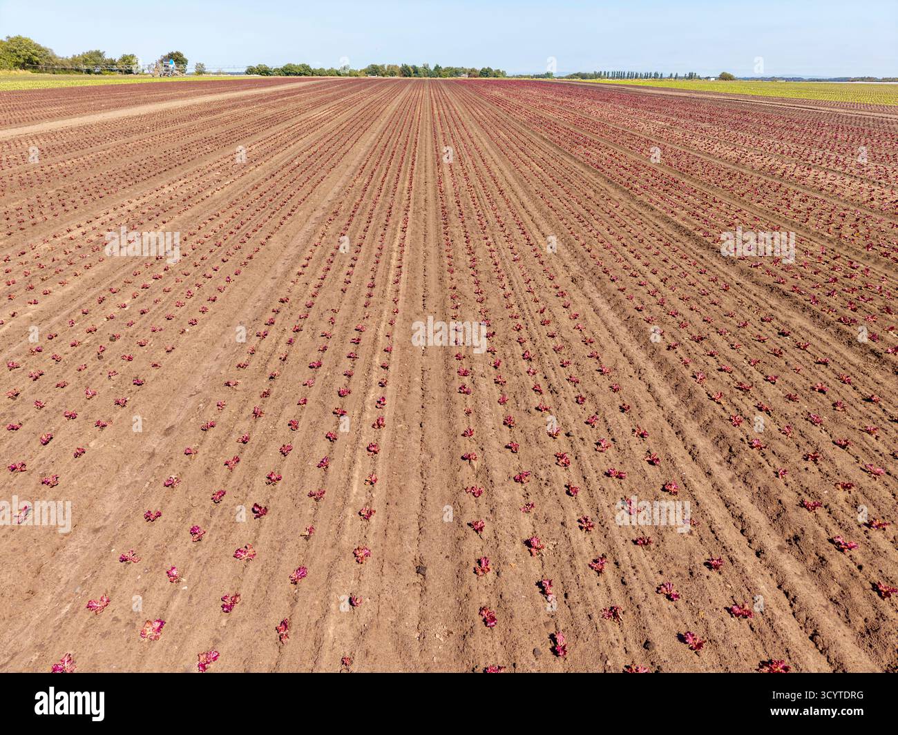 Eine Luftaufnahme zeigt Pflanzzeilen auf einem landwirtschaftlichen Feld in Lancashire, England. Das Ackerland weist parallele Linien von Kulturen auf Stockfoto