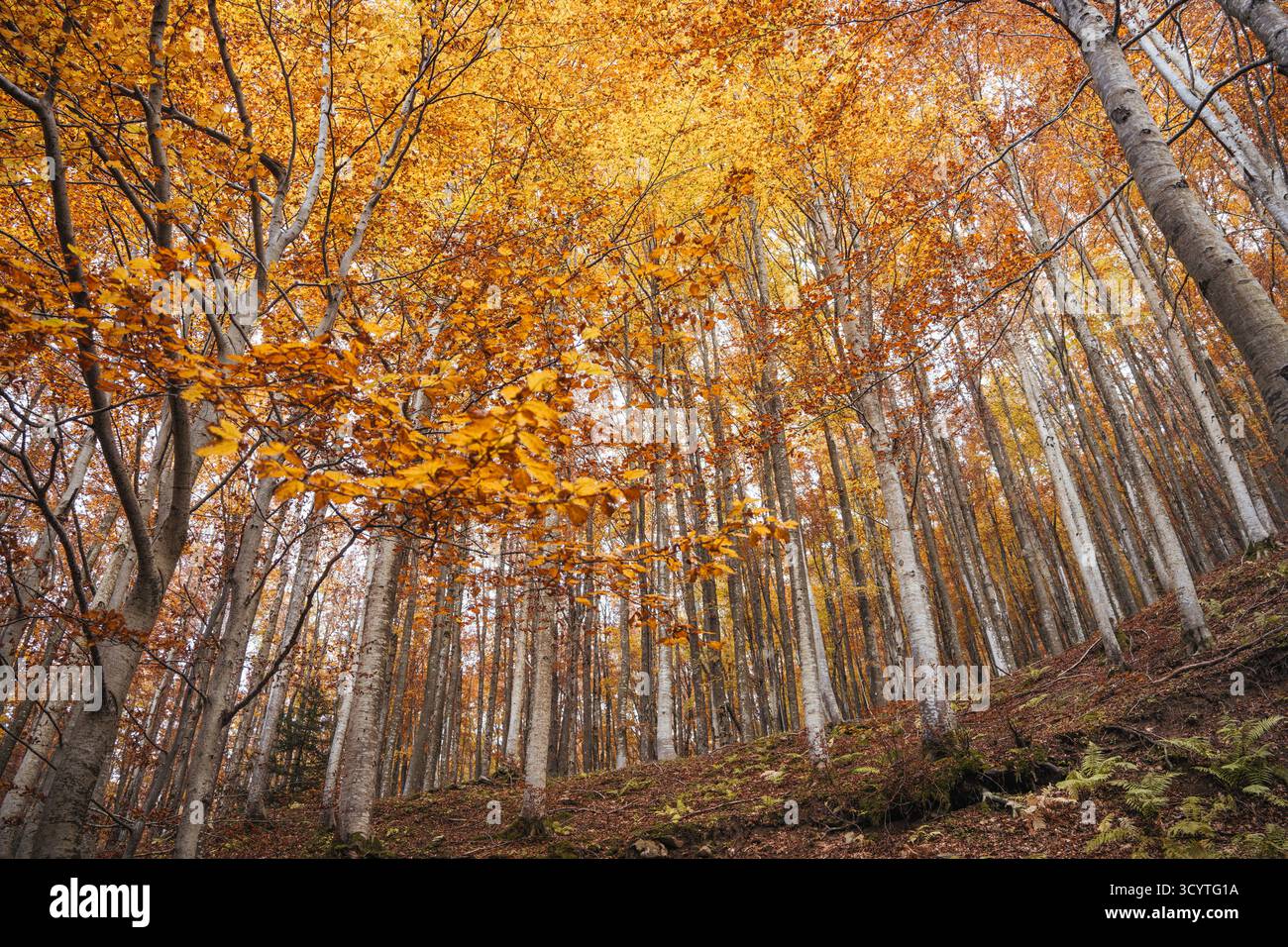 Hohe Bäume in einem lebhaften Herbstwald zeigen goldene Blätter. Stockfoto