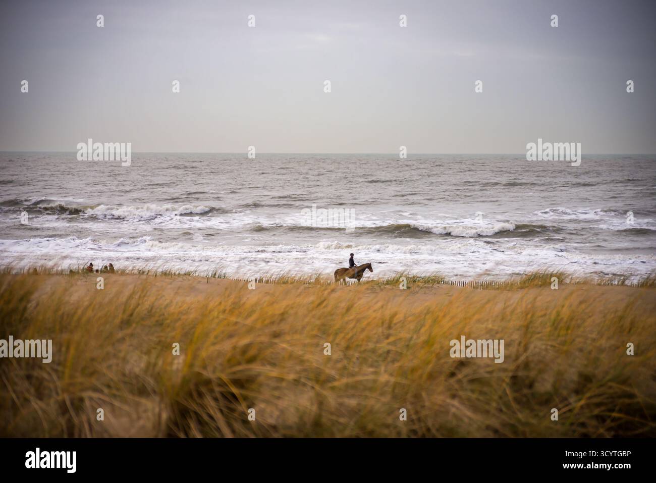 Ein Reiter zu Pferd bewegt sich entlang der Küste in Katwijk, Niederlande, mit Wellen, die gegen den Strand stürzen, und durch hohe goldene Dünengräser u gesehen Stockfoto