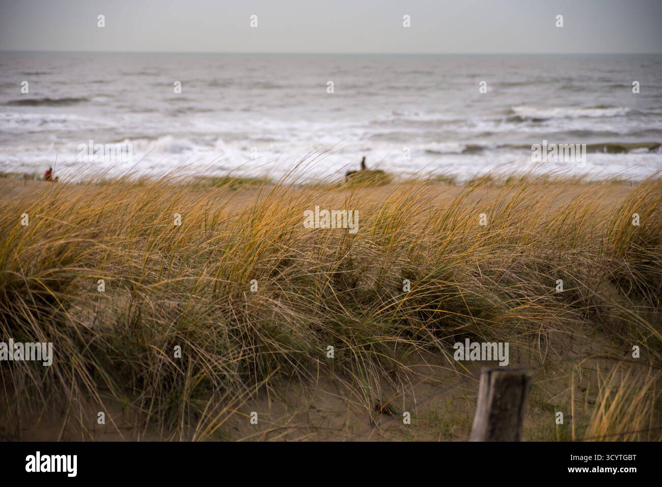 Ein Reiter zu Pferd bewegt sich entlang der Küste in Katwijk, Niederlande, mit Wellen, die gegen den Strand stürzen, und durch hohe goldene Dünengräser u gesehen Stockfoto