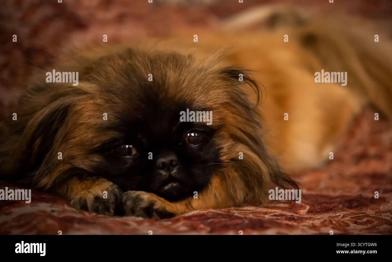 Ein flauschiger pekinese-Hund mit klugen, süßen Augen Stockfoto