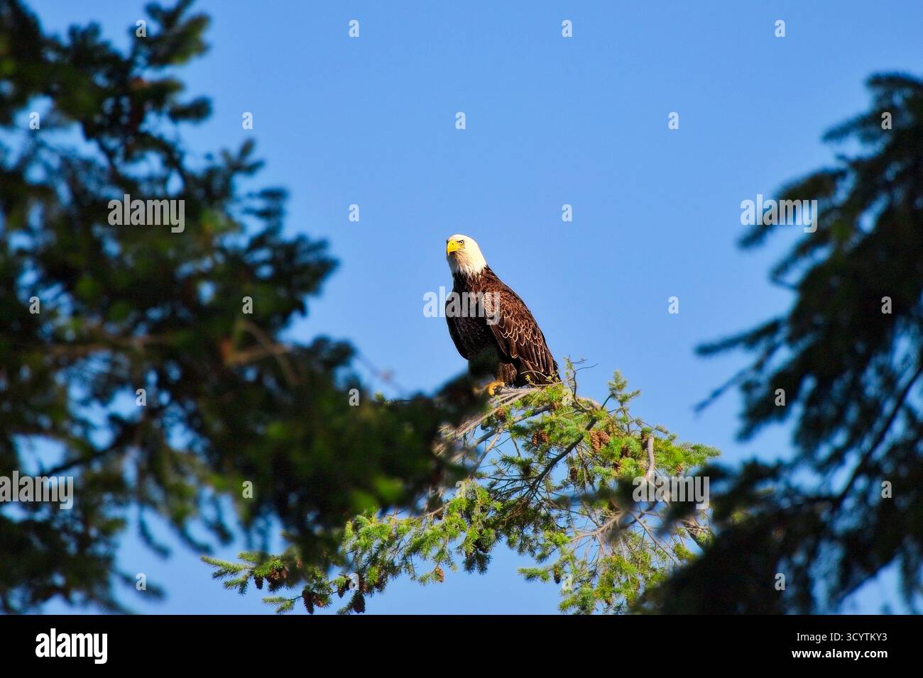 Weißkopfseeadler auf Tanne vor klarem blauem Himmel, ein beeindruckendes Bild der Tierwelt, das Macht und Freiheit symbolisiert. Stockfoto