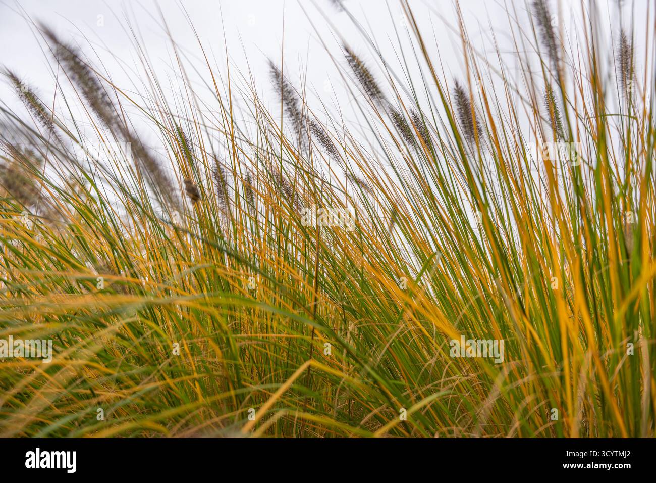 Gras und Himmel. Die hohen Penisetum alopecuroides-Stiele erstrecken sich zu einem bewölkten Himmel und vermischen goldene Gelb- und Grüntöne. Eine ruhige Herbstbrise weht durch Stockfoto