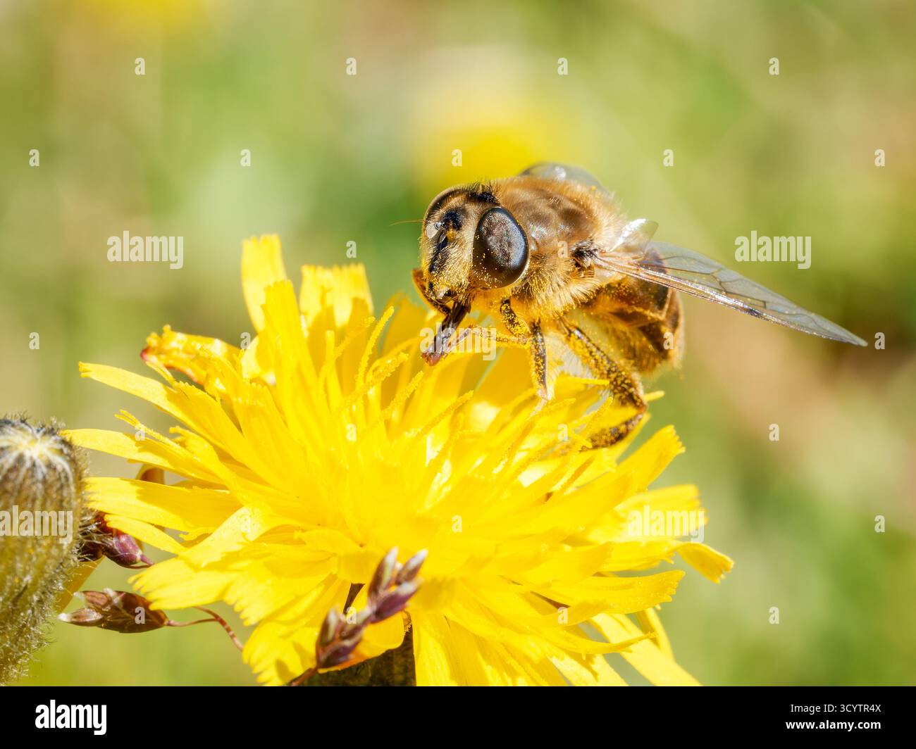 Makro von Eristalis tenax hoverfly, der sich an gelben Alpenblumen in Tignes, französischen Alpen ernährt, Bestäuber imitieren von Bienen. Stockfoto