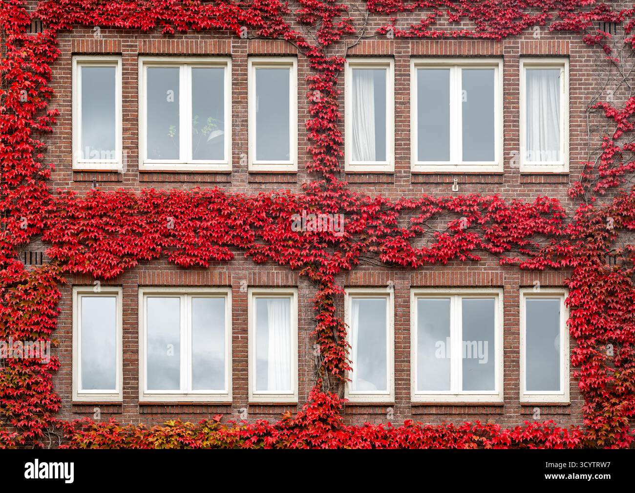 Holländische Hausfassade bedeckt mit leuchtenden orange roten Herbstblättern der Kletterpflanze Stockfoto