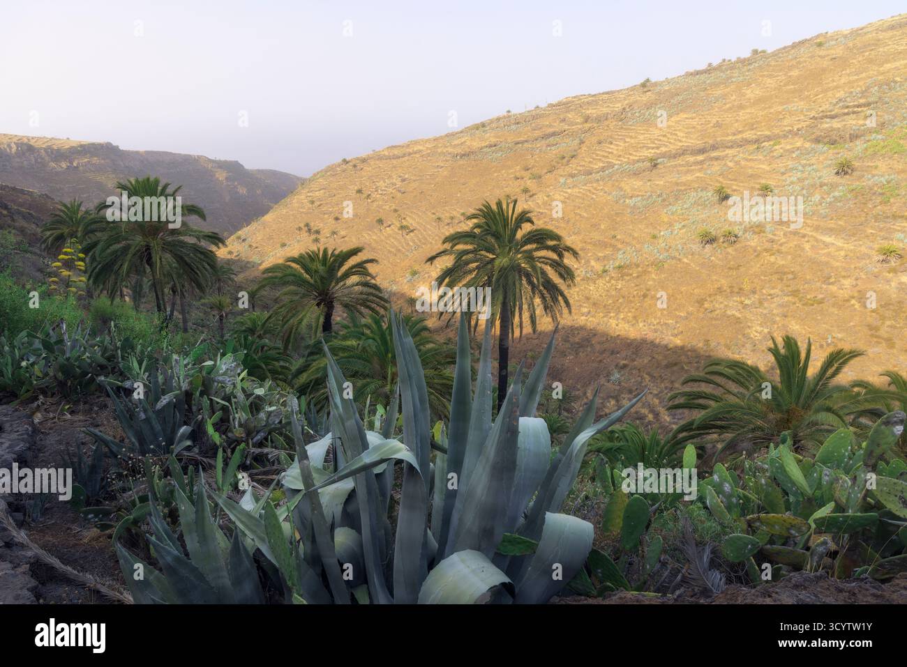 Palmen stehen hoch über den zerklüfteten Hügeln von La Gomera, während die Sonne untergeht und ein warmes Leuchten über die Landschaft in Spanien wirft Stockfoto