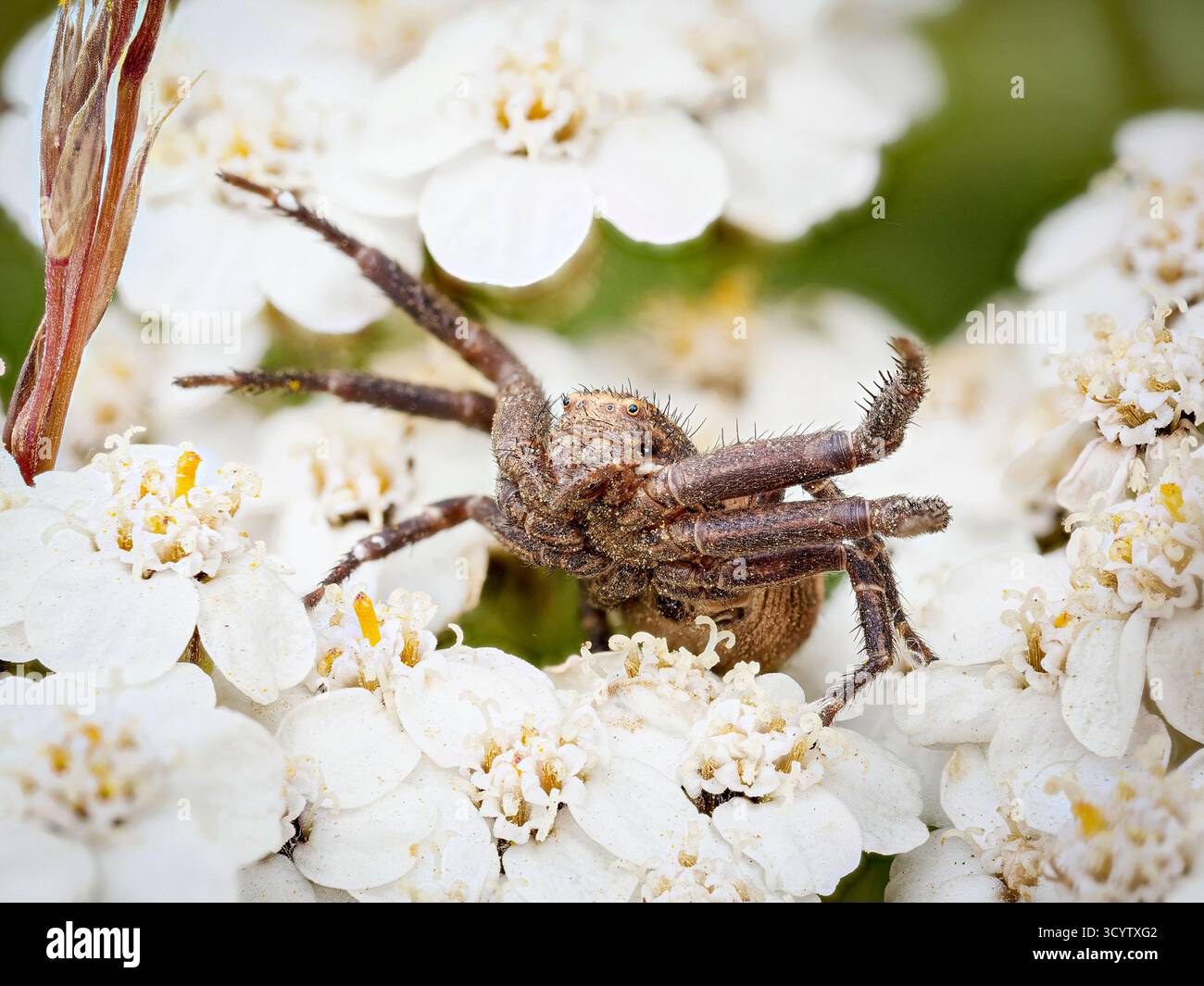 Xysticus sp. (Krabbenspinne) auf Schafgarbenblüte in Tignes, französischen Alpen. Stockfoto