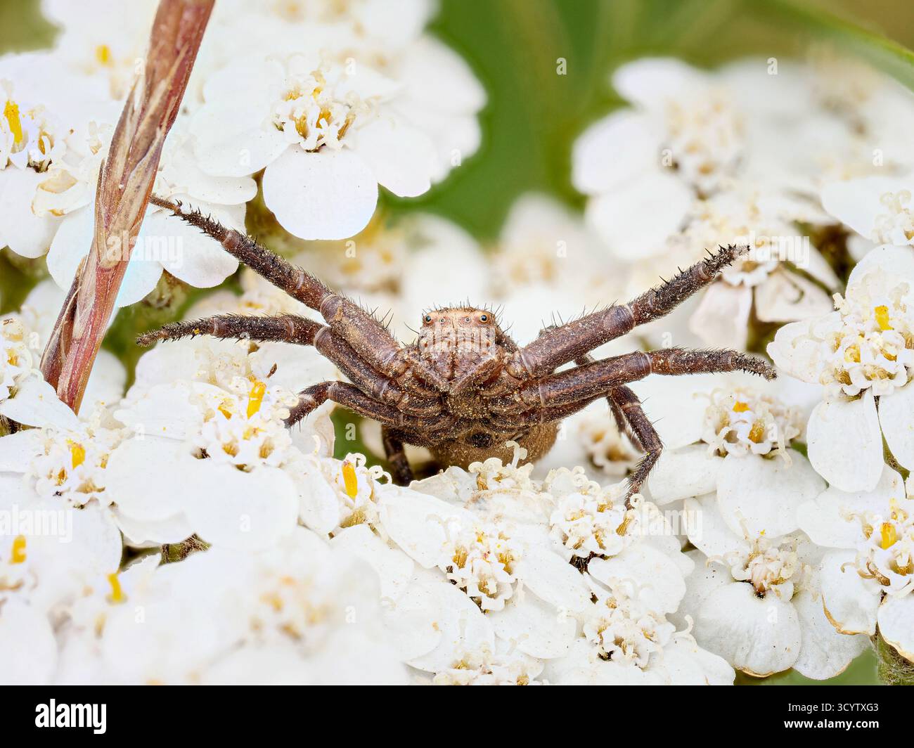 Xysticus sp. (Krabbenspinne) auf Schafgarbenblüte in Tignes, französischen Alpen. Stockfoto
