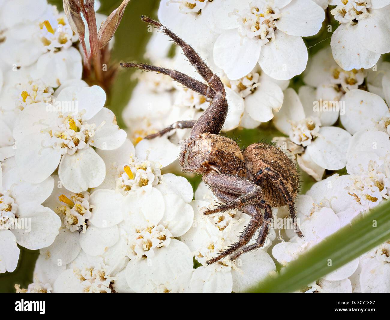 Xysticus sp. (Krabbenspinne) auf Schafgarbenblüte in Tignes, französischen Alpen. Stockfoto