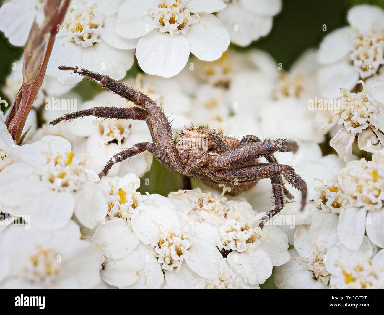 Xysticus sp. (Krabbenspinne) auf Schafgarbenblüte in Tignes, französischen Alpen. Stockfoto