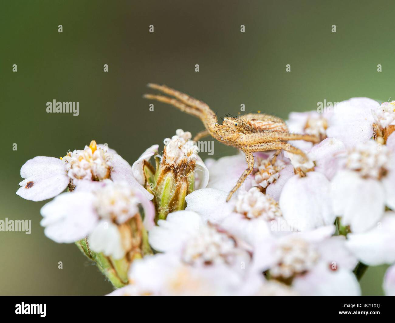 Xysticus sp. (Krabbenspinne) auf Schafgarbenblüte in Tignes, französischen Alpen. Stockfoto