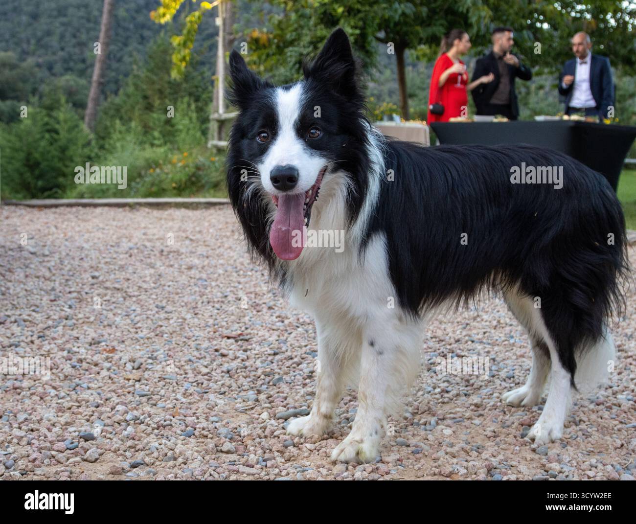 Währenddessen nehmen sich die Teilnehmer einer Hochzeit Zeit, um Essen und Trinken zu genießen, ein weißer und schwarzer Hund will spielen. Stockfoto