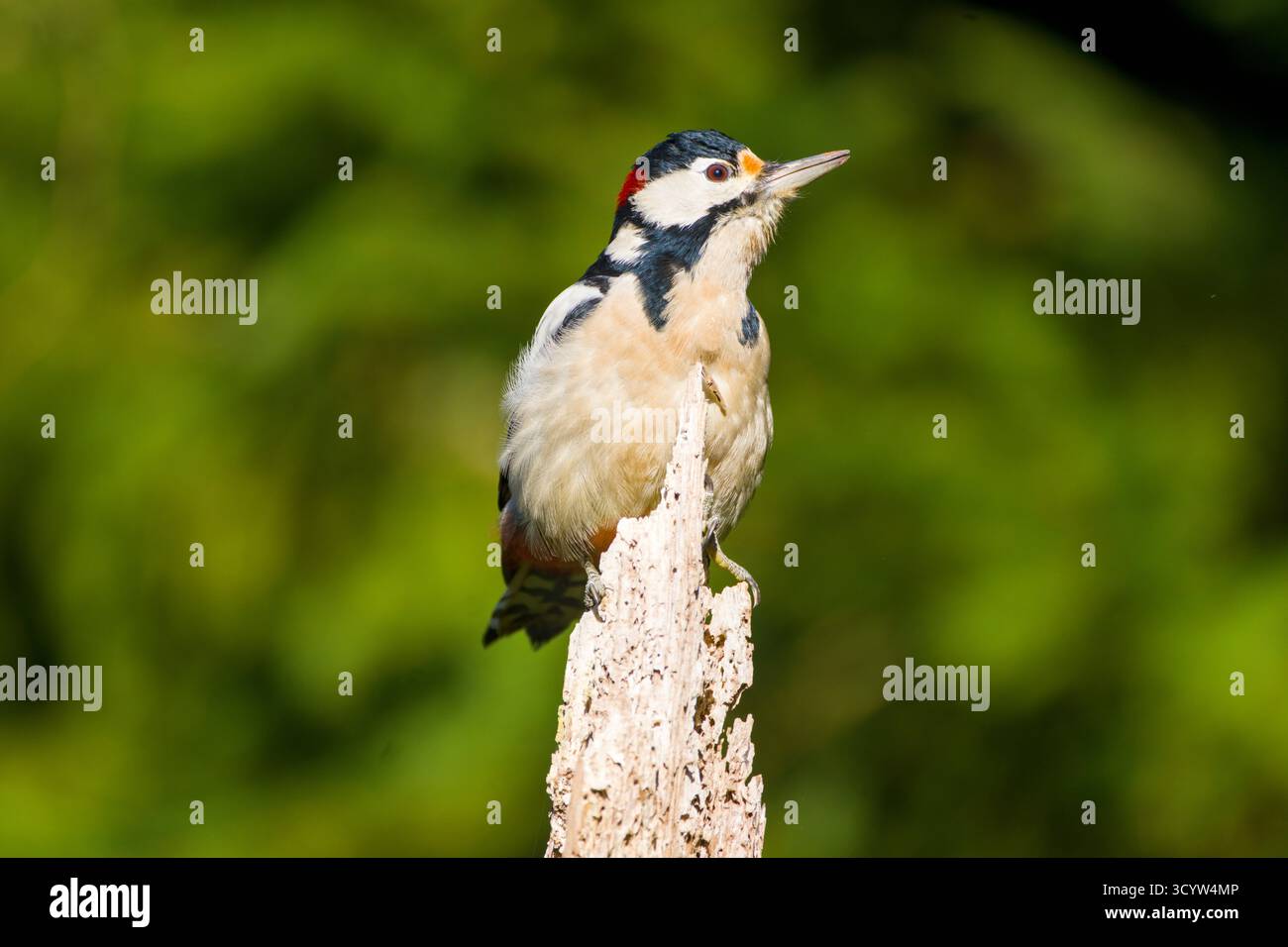 Toller Fleckenspecht (Dendrocopos Major) im Sonnenlicht auf einem toten Baum Stockfoto