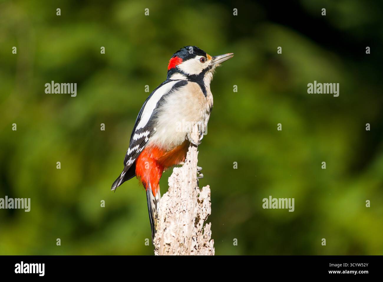 Toller Fleckenspecht (Dendrocopos Major) im Sonnenlicht auf einem toten Baum Stockfoto