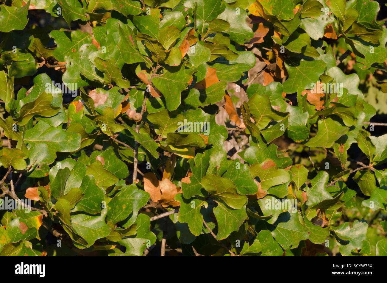 Blackjack Oak, Quercus marilandica, verlässt im Oktober Stockfoto