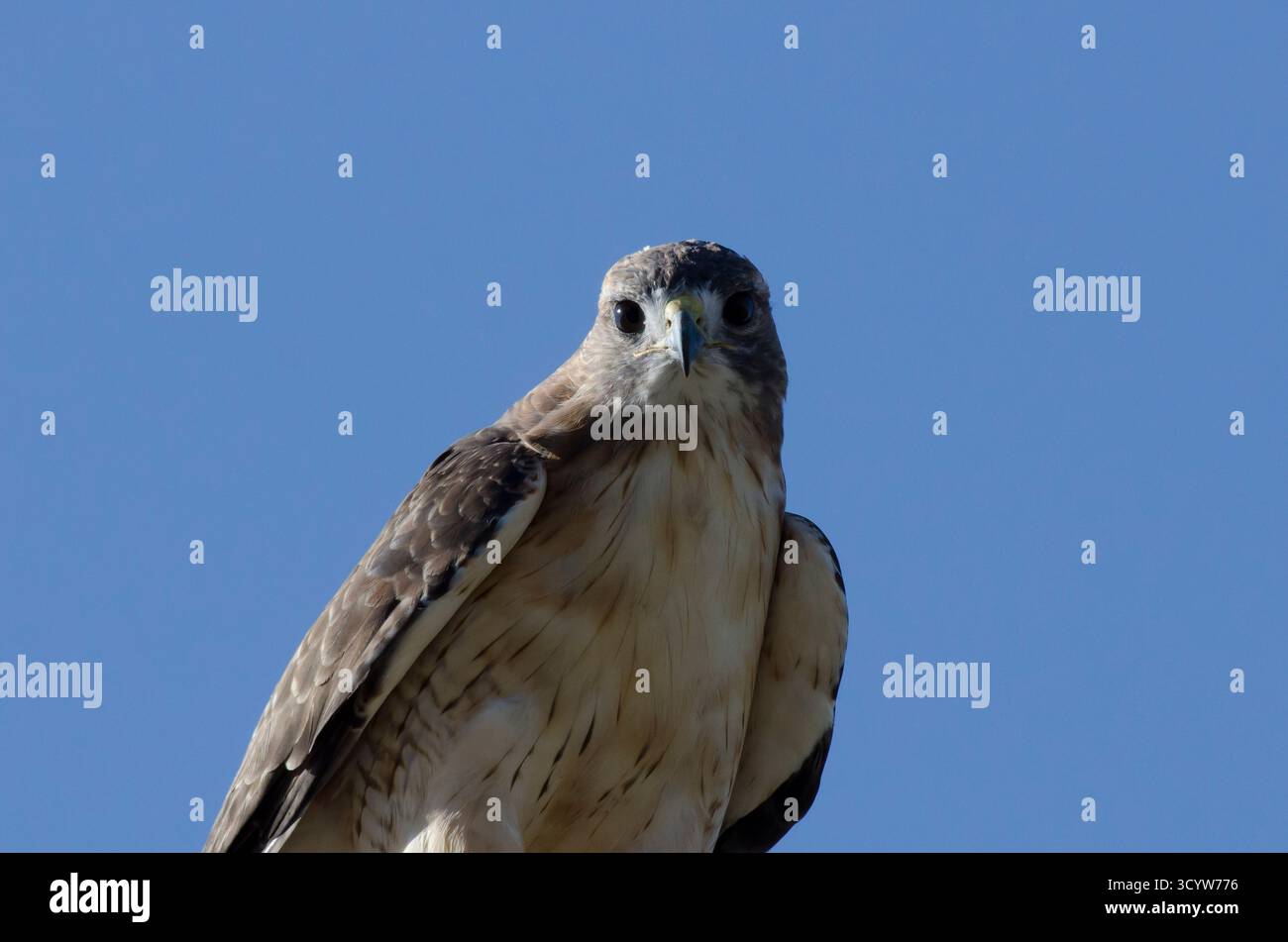 Rot - angebundener Falke, Buteo jamaicensis Stockfoto