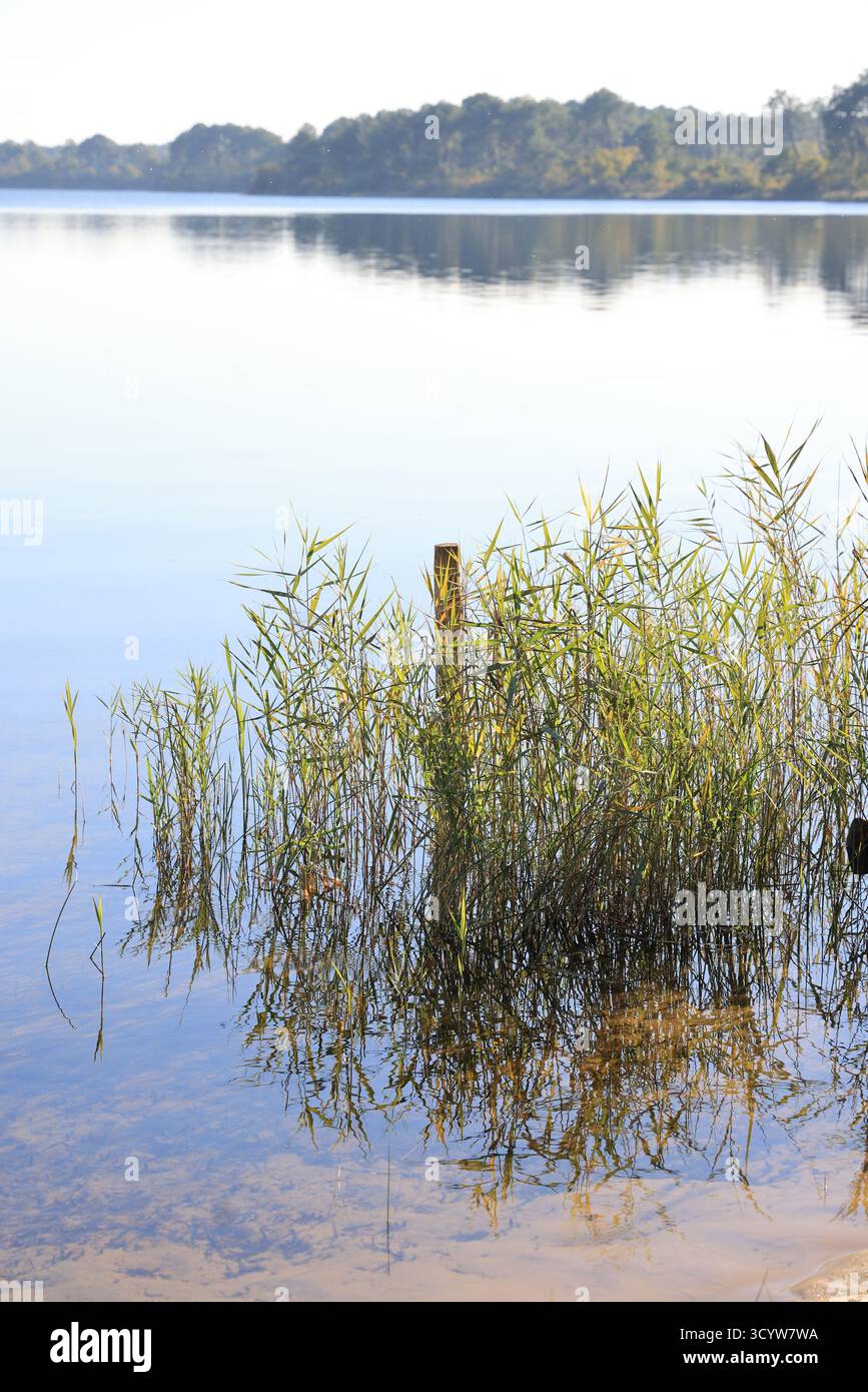Lacanau Lake. Herbsttag am Ufer des Lacanau Lake in der Nähe des Atlantischen Ozeans in Gironde, Frankreich. Stockfoto