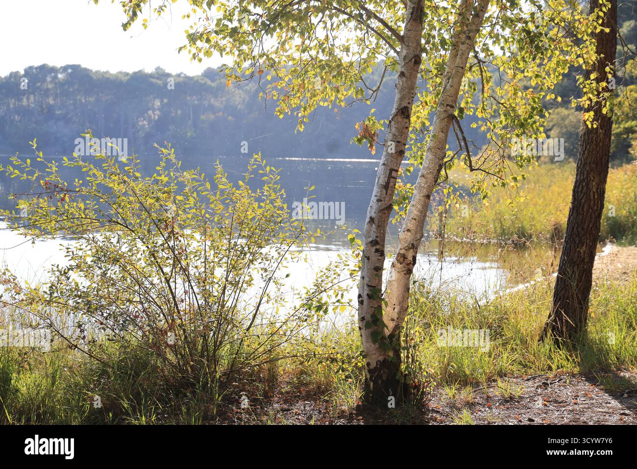 Lacanau Lake. Herbsttag am Ufer des Lacanau Lake in der Nähe des Atlantischen Ozeans in Gironde, Frankreich. Stockfoto