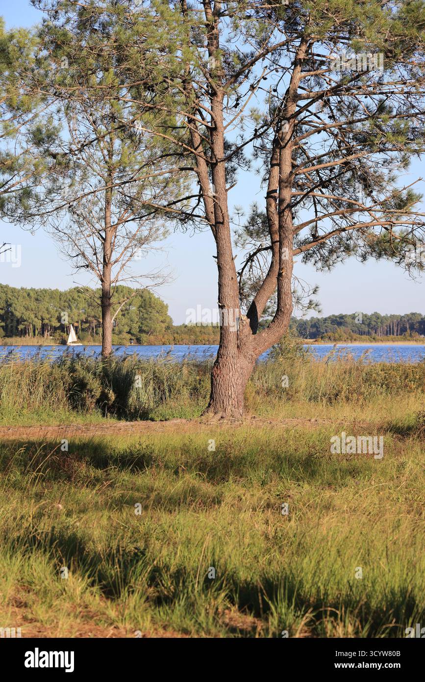 Lacanau Lake. Herbsttag am Ufer des Lacanau Lake in der Nähe des Atlantischen Ozeans in Gironde, Frankreich. Stockfoto