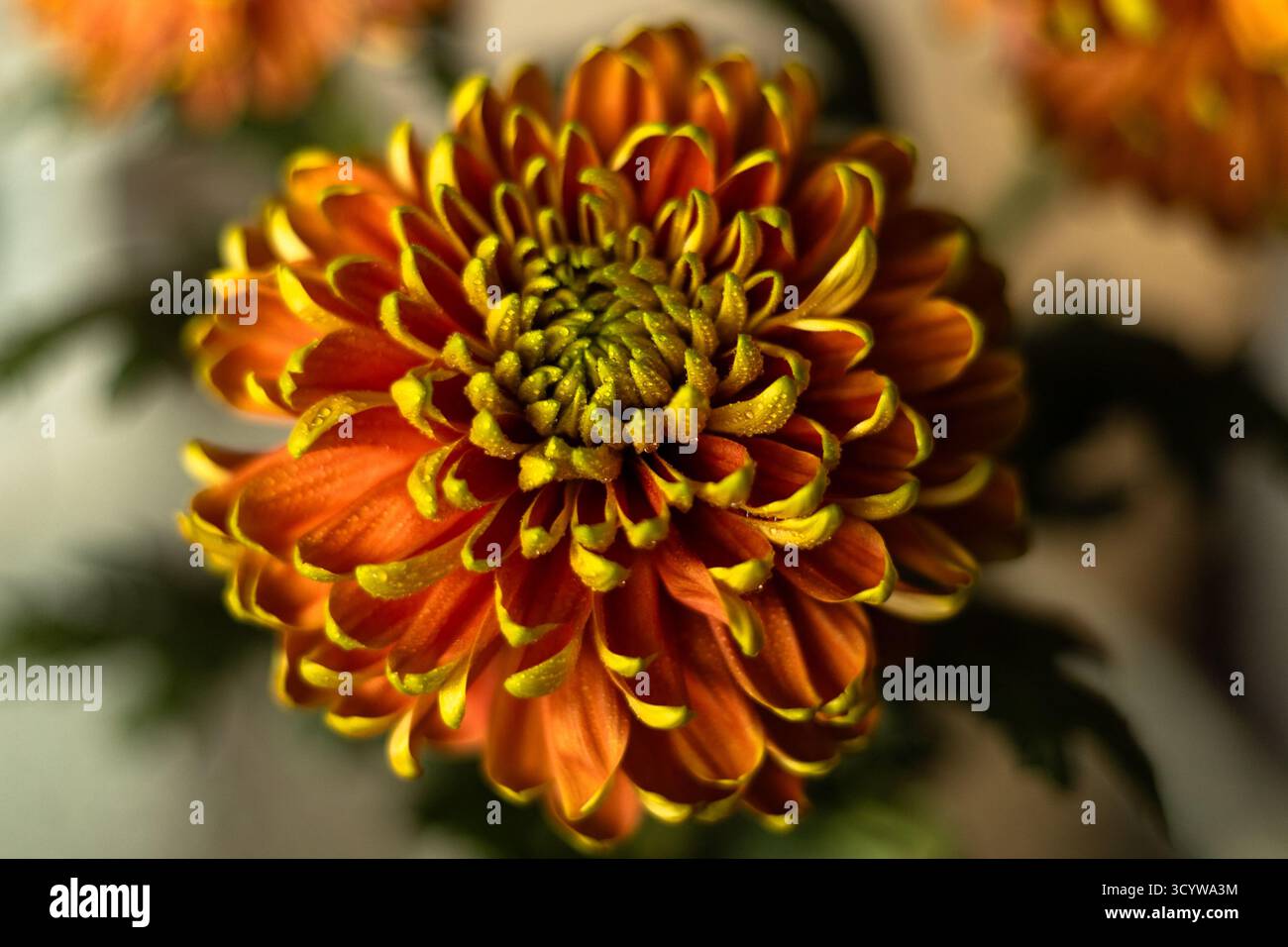 Ein gelb-oranges Chrysanthema, bedeckt mit Wassertropfen, die sanft bei natürlichem Tageslicht leuchten. Hochwertige Fotos Stockfoto