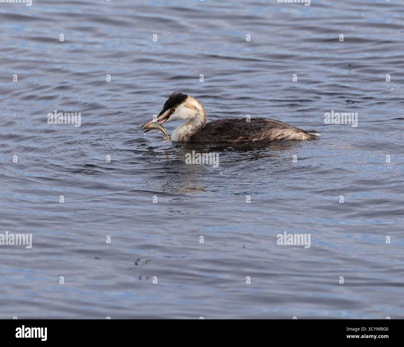Toller Haubenschnabel (Podiceps cristatus) mit einem Barschfisch im Schnabel, Cardiff. Stockfoto