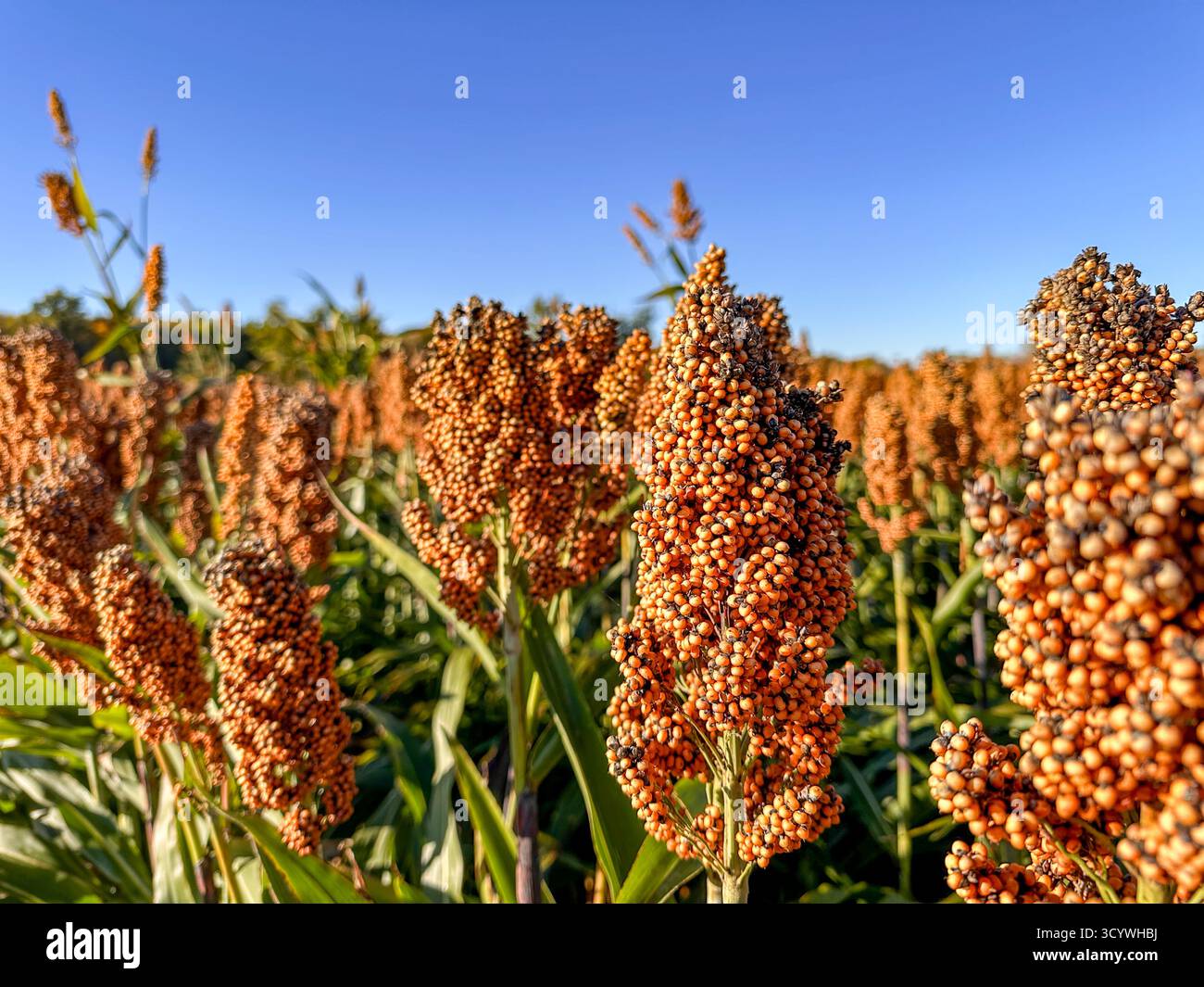 Sorghum wird auf einem landwirtschaftlichen Feld in den Vereinigten Staaten angebaut - Smartphone-aufgenommenes Stockfoto