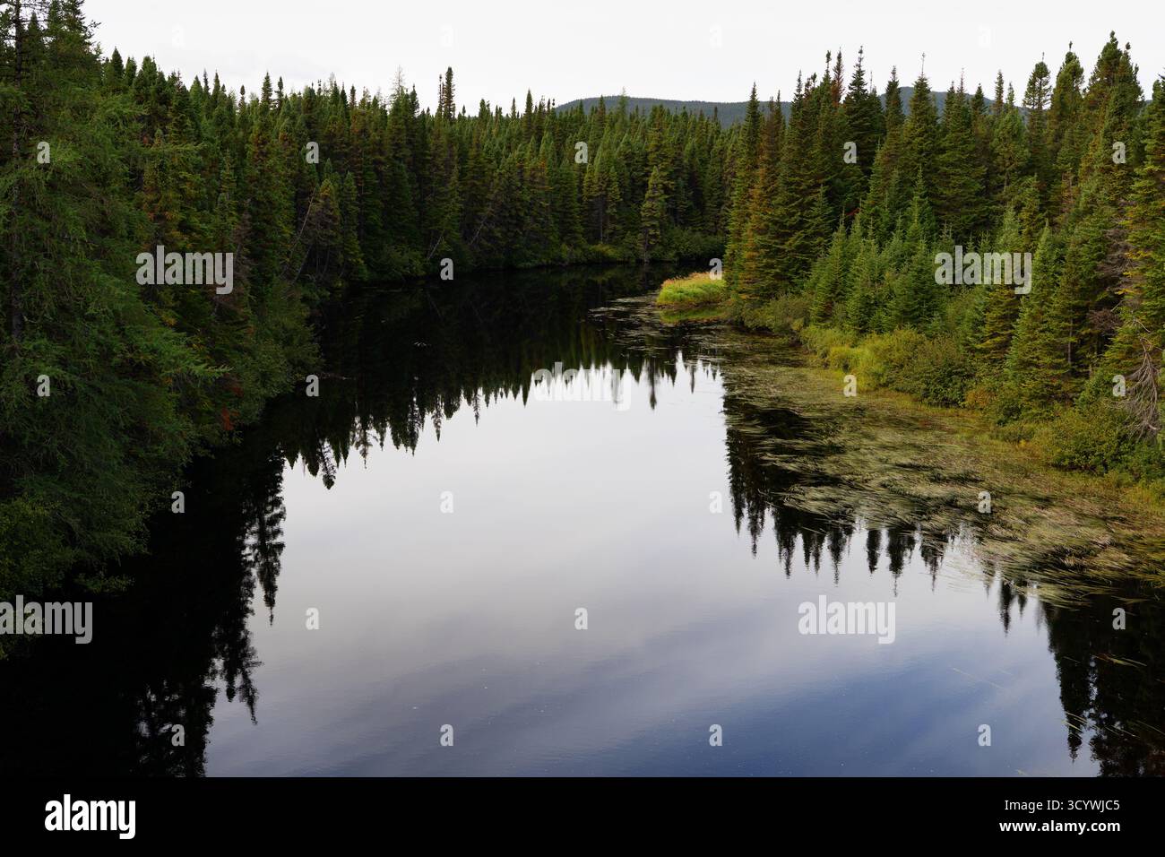 Ruhiger Waldfluss mit immergrünen Bäumen in der Nähe von Mary’s Harbor, Labrador. Stockfoto