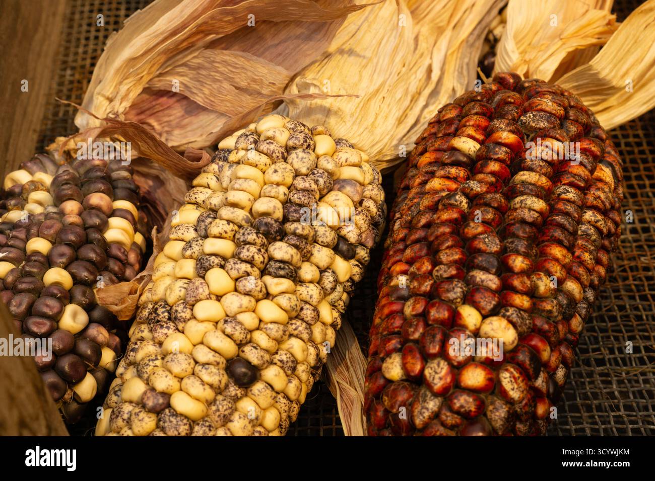 Nahaufnahme farbenfroher traditioneller Maiskolben mit natürlicher Textur und getrockneten Schalen, Symbol für Ernte und ökologische Landwirtschaft. Stockfoto