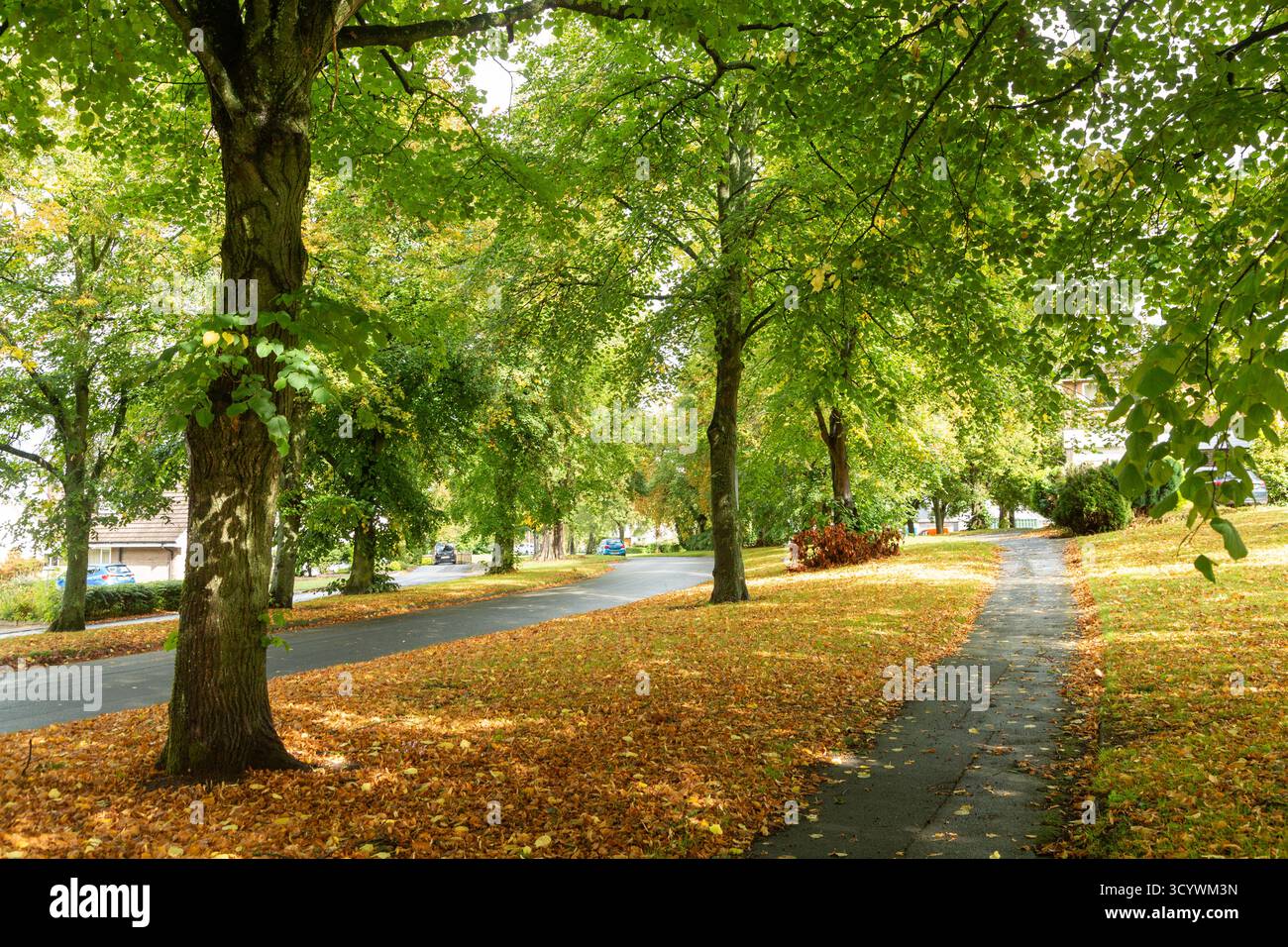 Eine ruhige Straße in der Stadt Knutsford mit Herbstlaub auf dem Boden Stockfoto