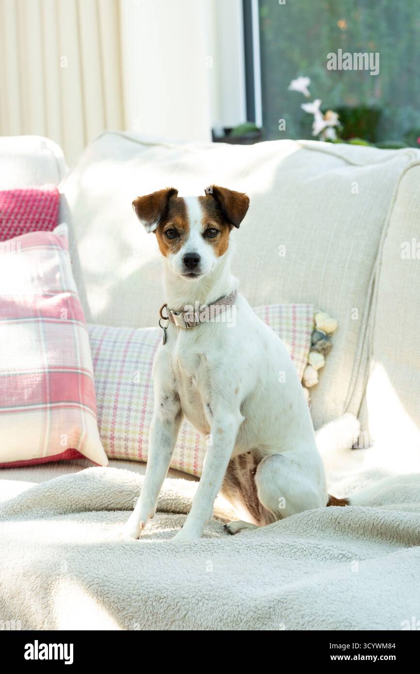Jack Russell Terrier sitzt auf einem cremefarbenen Sofa Stockfoto