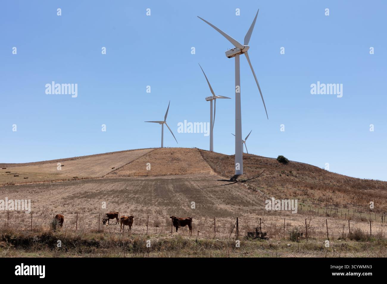 Mehrere Windturbinen auf trockenen Hügeln in der Nähe von Tarifa, die erneuerbare Energie erzeugen. Los Canos de Meca, Tarifa, Andalusien, Spanien. 1. September 2025. Stockfoto