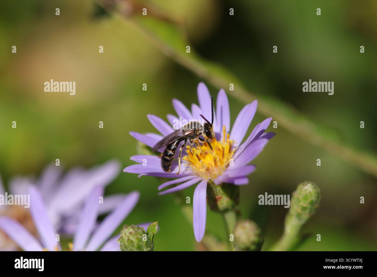 Lasioglossum sp. Lasioglossum sp. Über eine nicht identifizierte Blume oder Pflanze Stockfoto