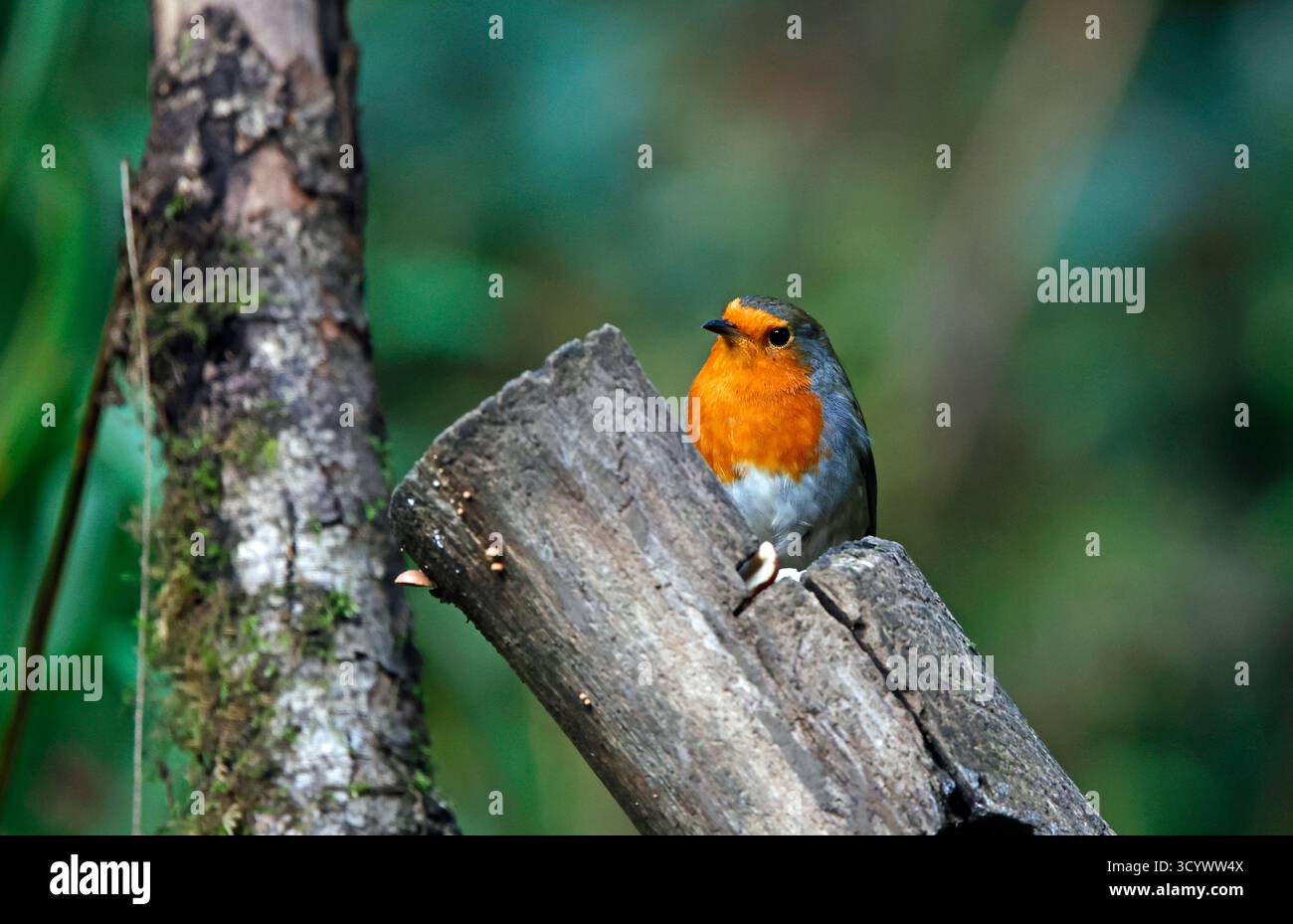 Eurasischer Rotkehlchen im Wald Stockfoto