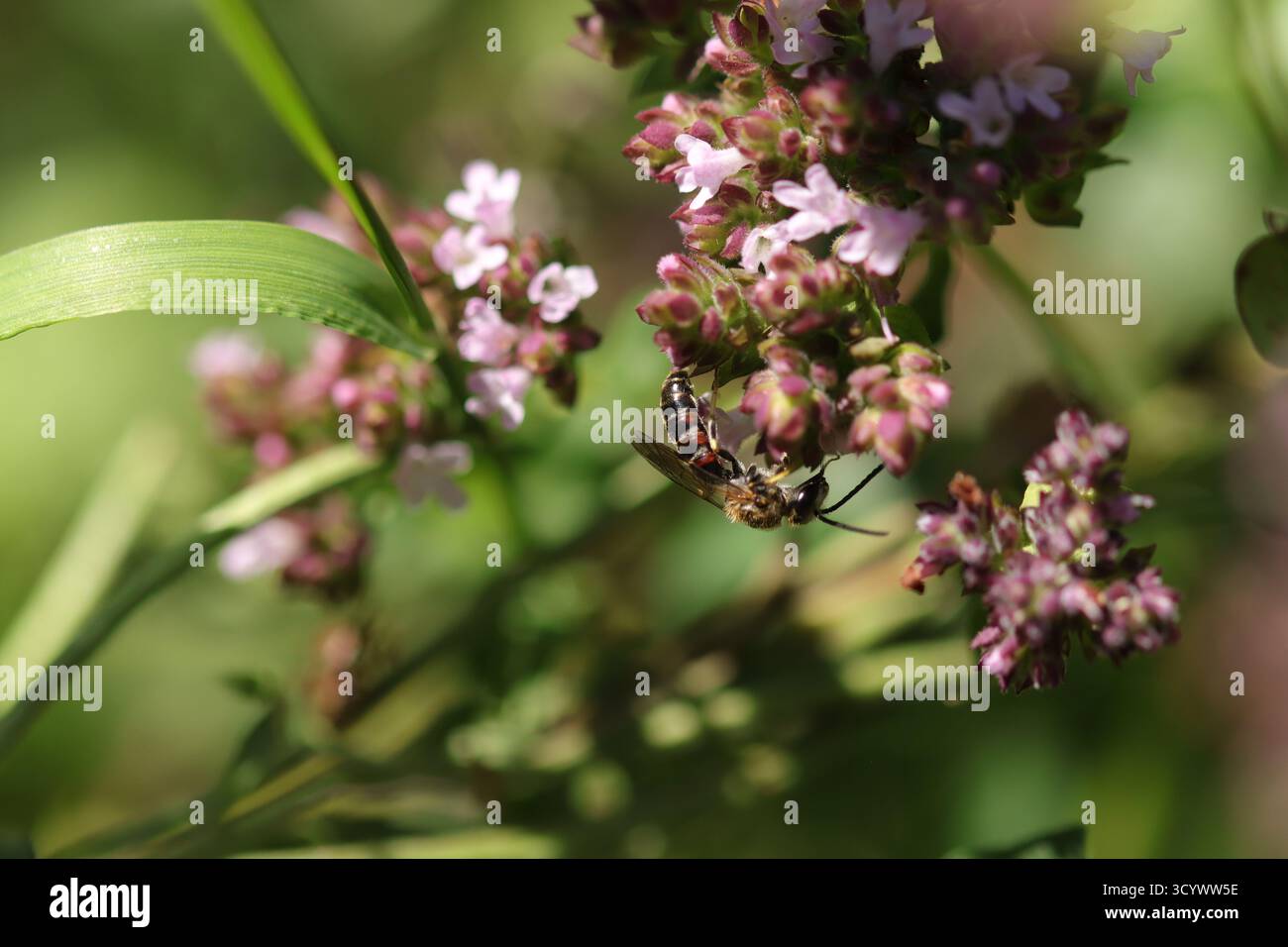 Lasioglossum sp. Lasioglossum sp. Über eine nicht identifizierte Blume oder Pflanze Stockfoto