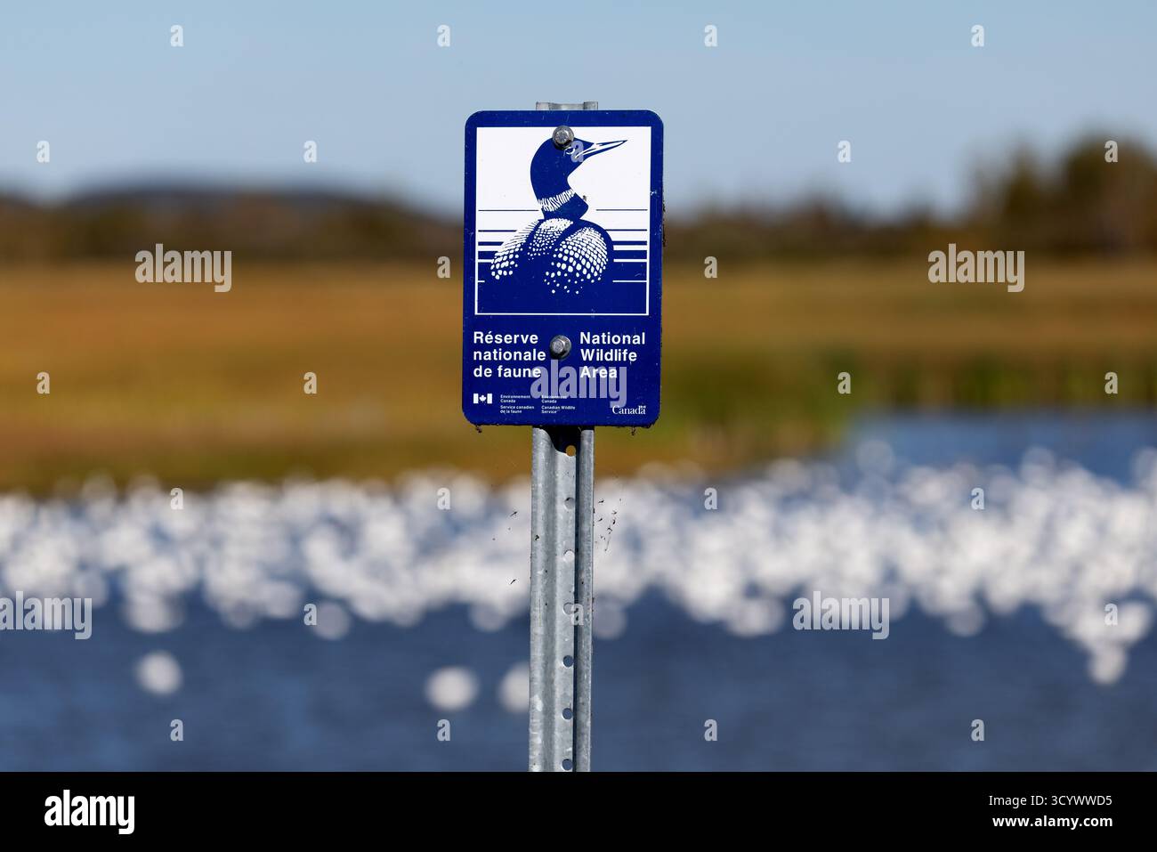 Neben einem Feuchtgebiet mit weißen Zugvögeln steht ein Schild zur Canadian National Wildlife Area. Stockfoto