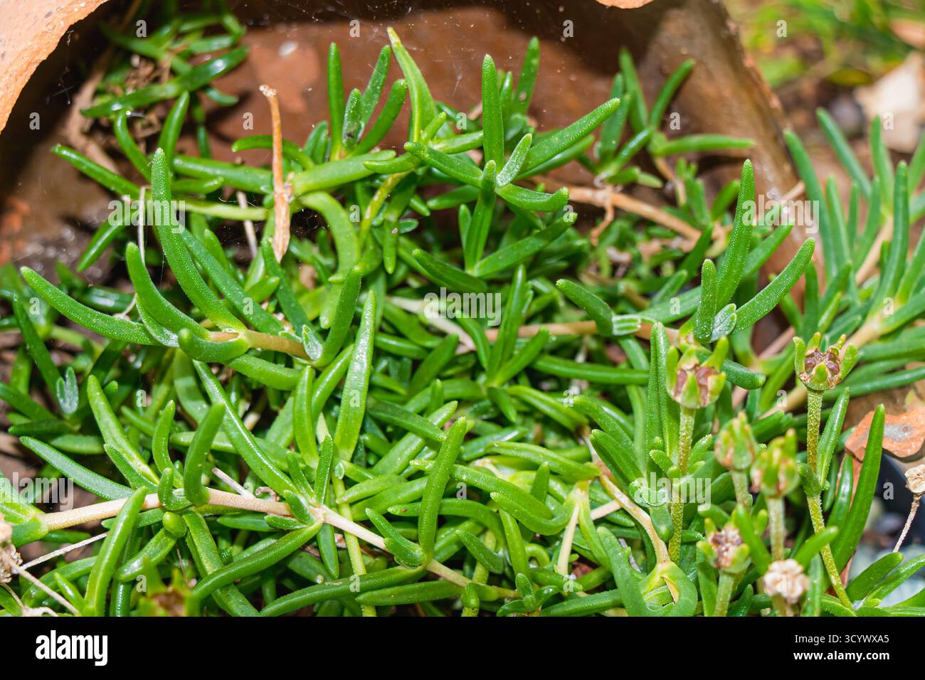 Eine detaillierte Makroaufnahme grüner saftiger Pflanzen, die in einem Terrakotta-Topf gedeihen. Das Bild fängt ihre frische Textur, ihr üppiges Wachstum und den erdigen Ton ein Stockfoto