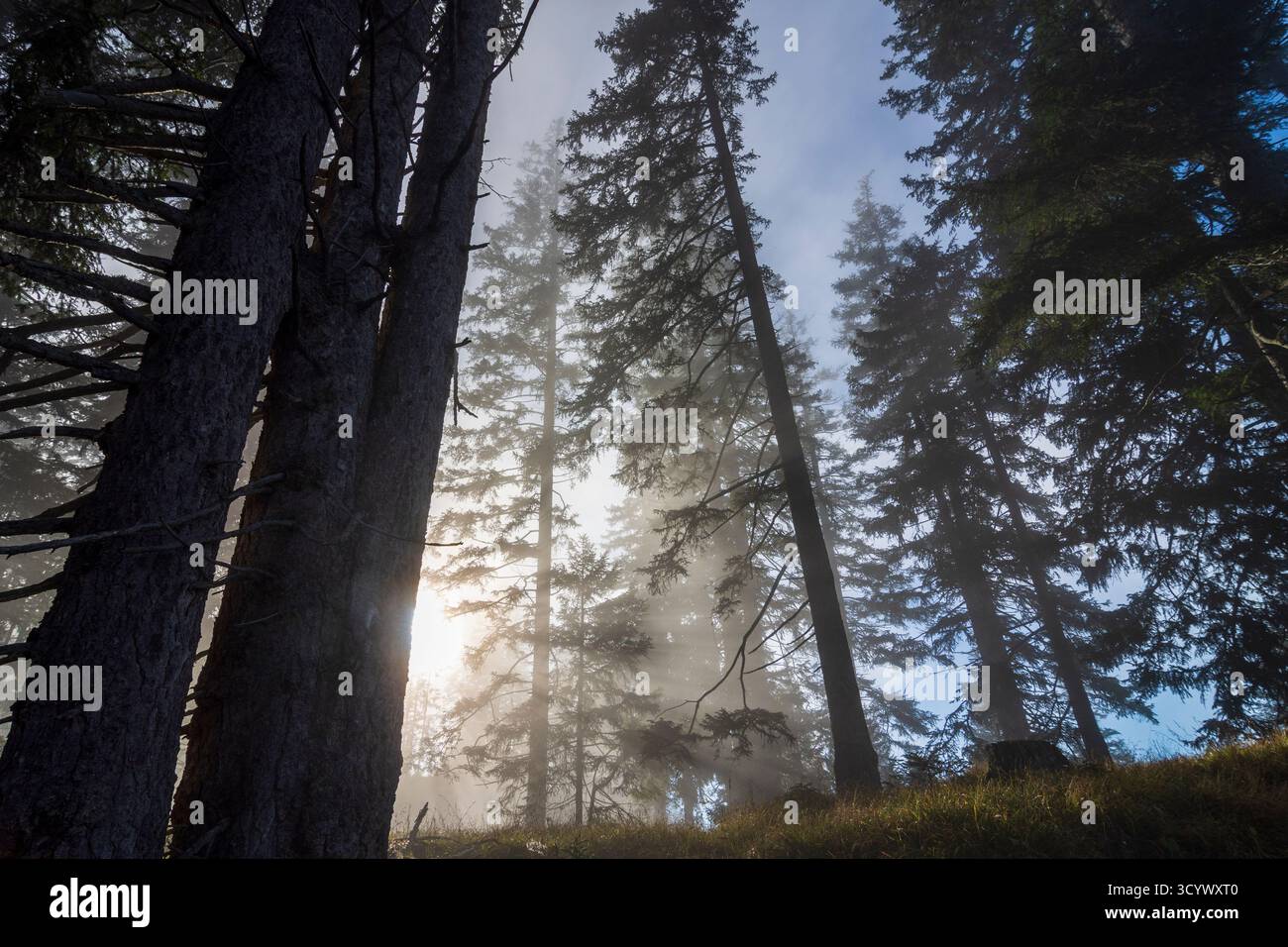 Wettersteingebirge: Nebel im Wald, Sonnenstrahlen, Bäume in der Tiroler Zugspitz Arena, Tirol, Tirol, Österreich Stockfoto