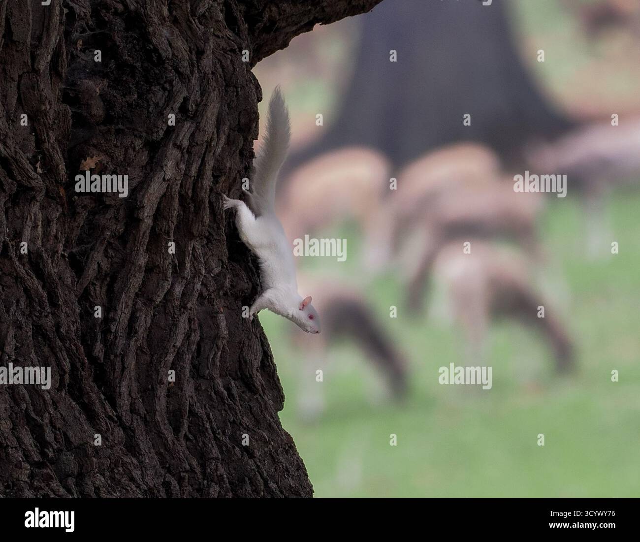 Albino-weißes Eichhörnchen, das an einem frischen Herbsttag in Woburn, England, gesichtet wurde Stockfoto
