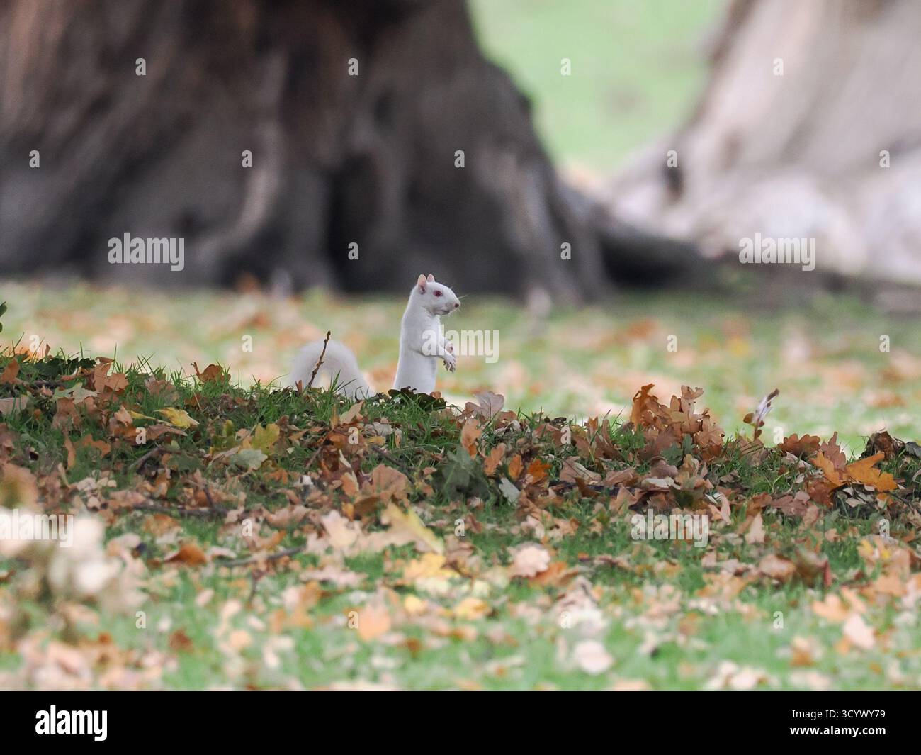 Albino-weißes Eichhörnchen, das unter den Herbstblättern in Woburn, England, gesichtet wurde Stockfoto
