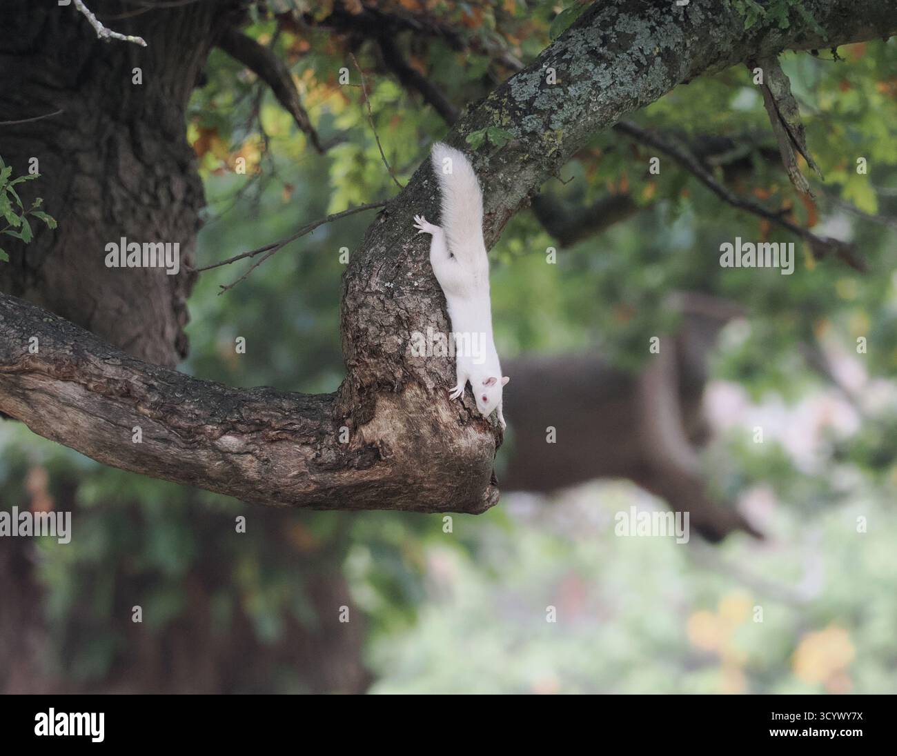 Albino-weißes Eichhörnchen in einem Baum in Woburn, England, an einem frischen Herbsttag Stockfoto