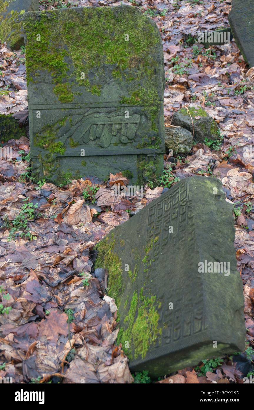 Steinplatten, bedeckt mit Moos, zwischen gefallenen Blättern, jüdischer Friedhof. Będzin, Polen. Stockfoto